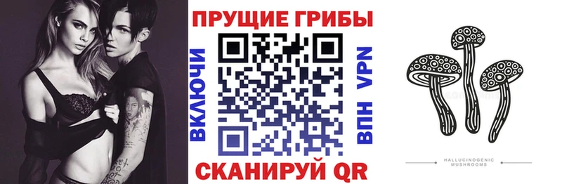 darknet состав  Хилок  Псилоцибиновые грибы GOLDEN TEACHER 